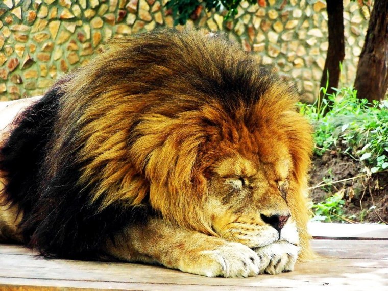 Спокойствие Льва