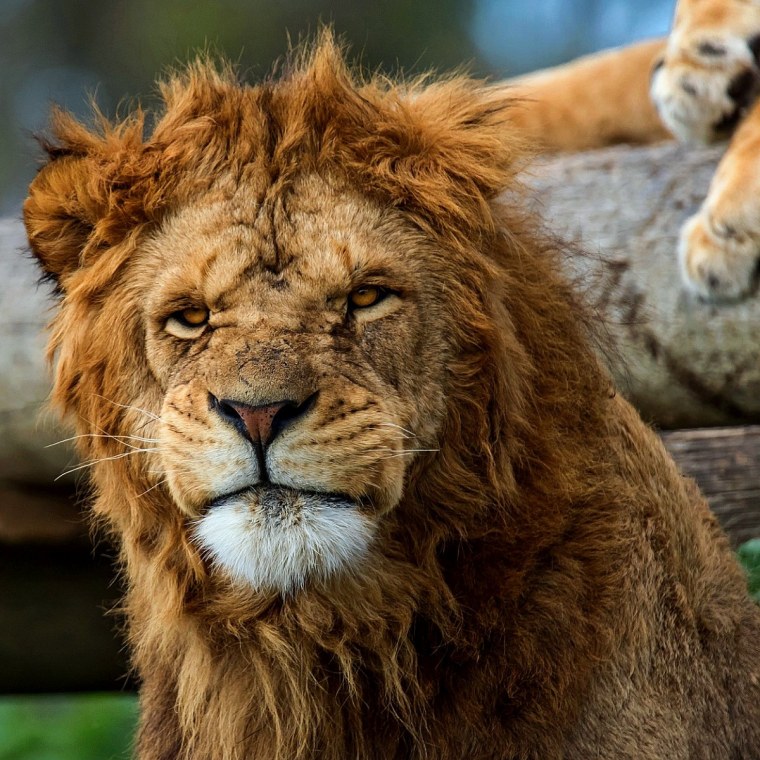 Лохматый Лев