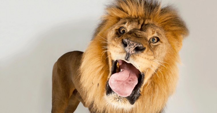 Улыбка Льва