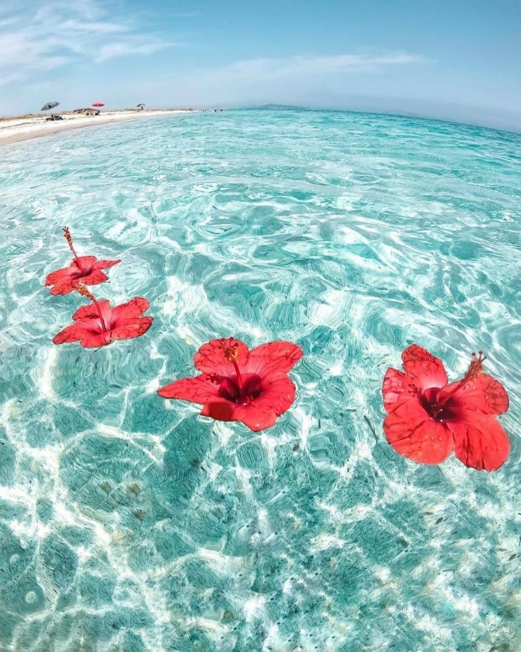 Цветы и море