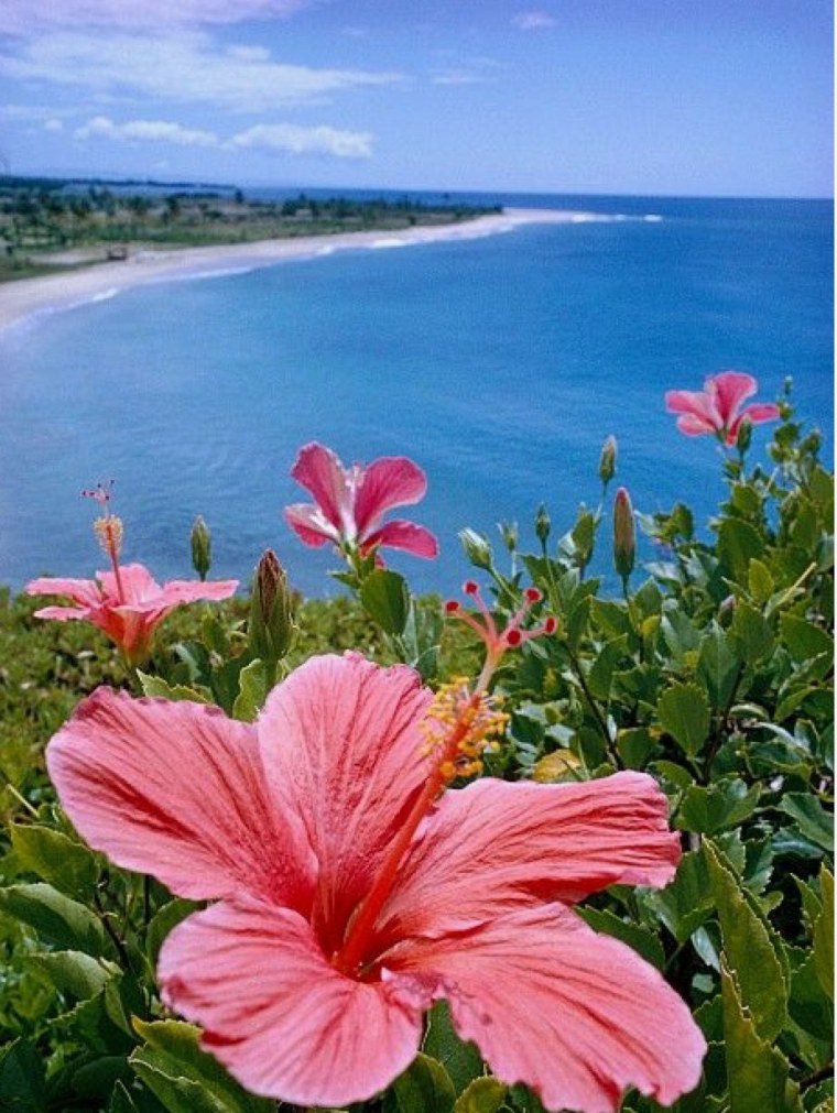 Гибискус Allure