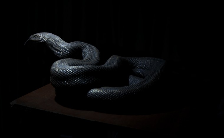 Новокаледонский ворон