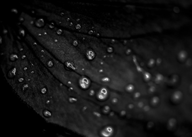 Капли воды на черном