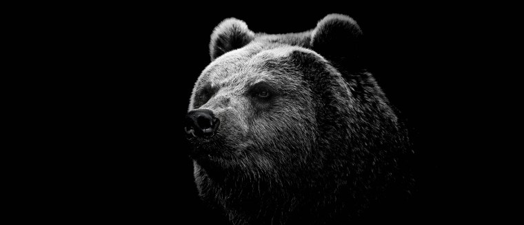 Медведь на черном фоне