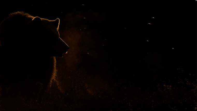 Медведь в темноте