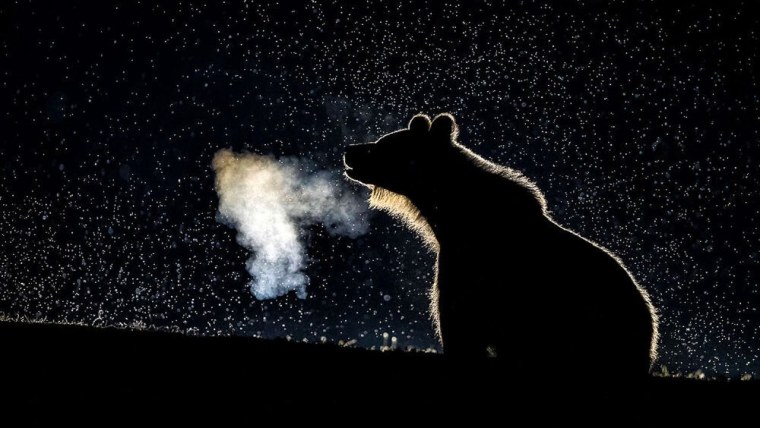 Медведь ночью в лесу