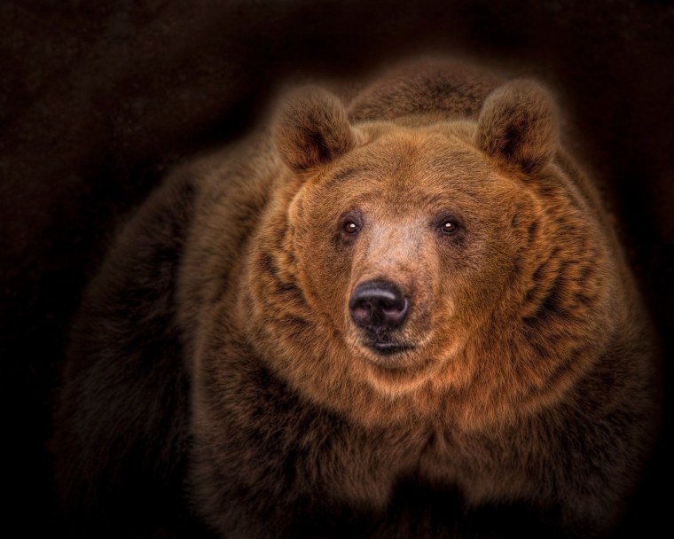 Морда медведя