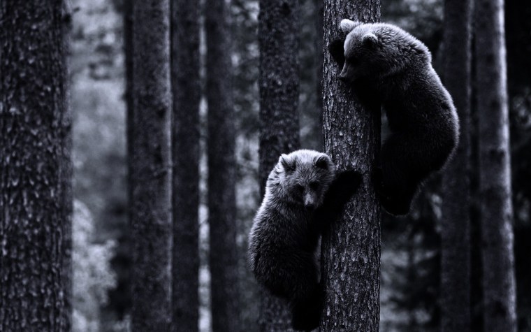 Медведь Гризли злой