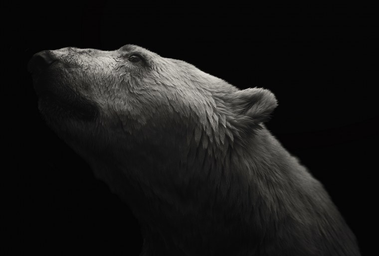 Оскал медведя