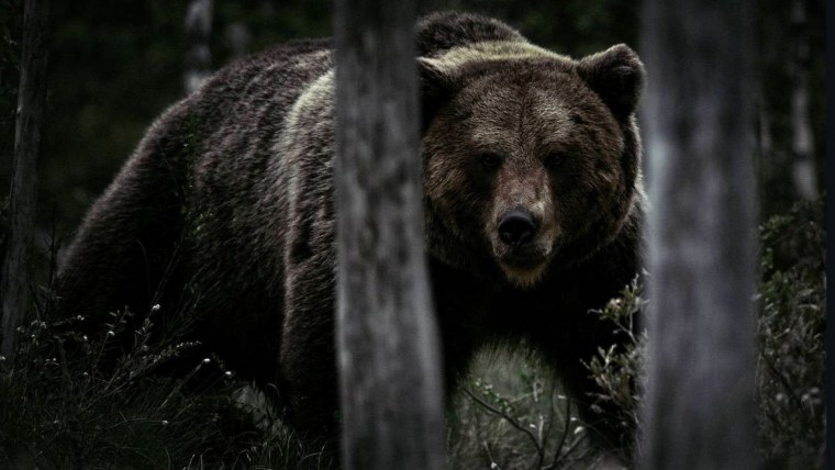 Медведь в лесу