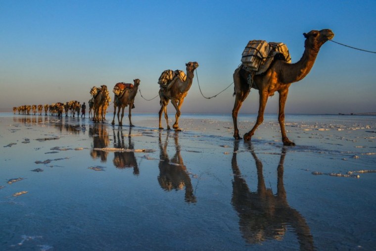 Верблюд Караван пустыни