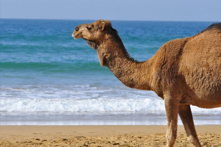 Верблюд и верблюдица