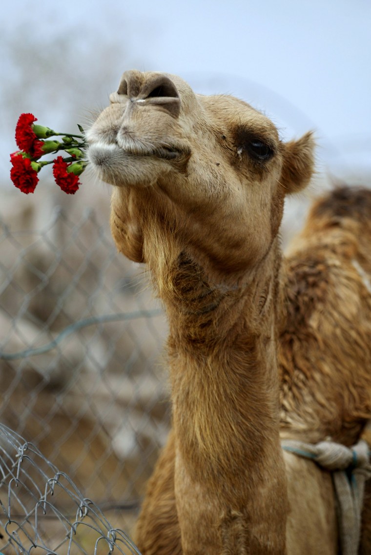 Верблюд верблюдица верблюжонок
