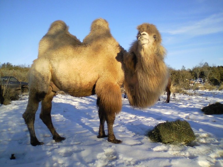 Калмыцкий двугорбый верблюд