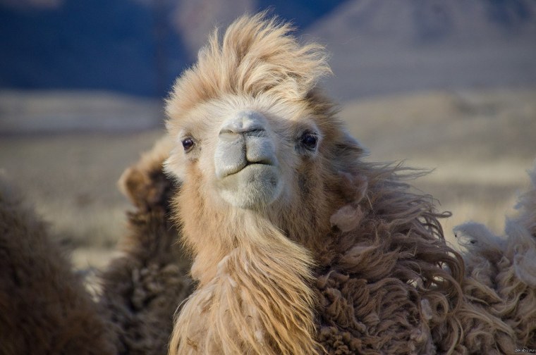 Длинношерстный верблюд