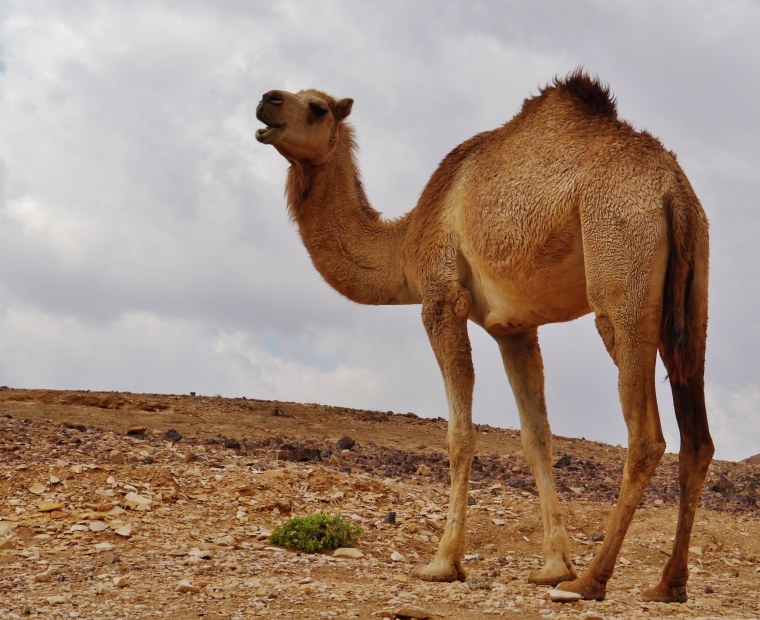 Верблюд дромадер