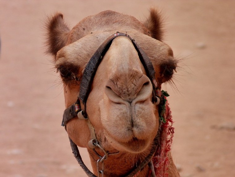 Верблюд морда