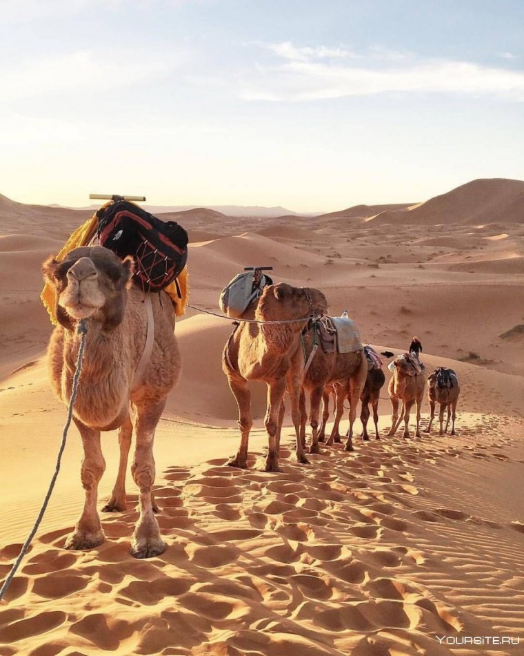 Бедуины Марокко