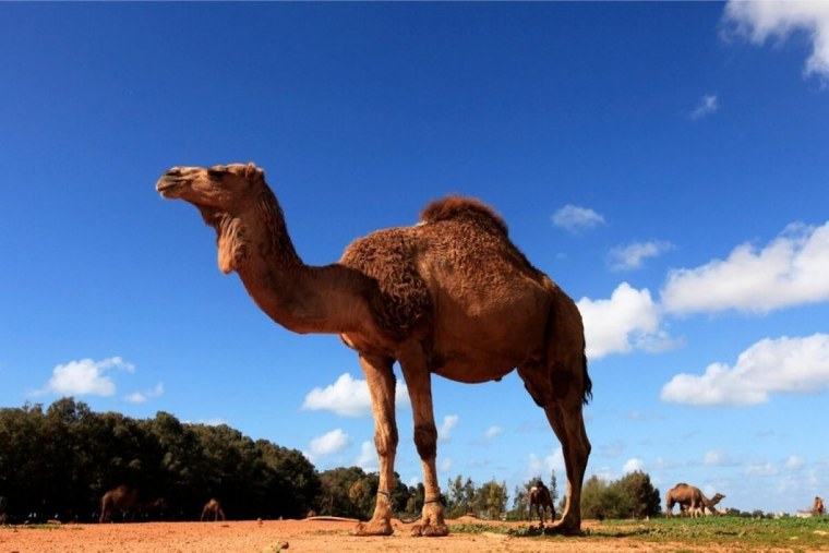 Верблюд с верблюжонком
