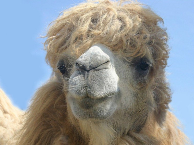Самый красивый верблюд