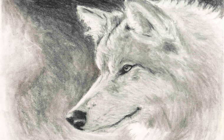 Волк карандашом