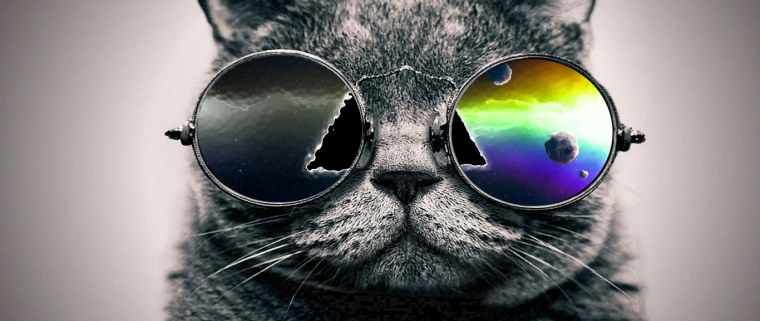 Кот в очках
