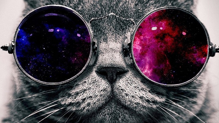 Кот в очках на телефон