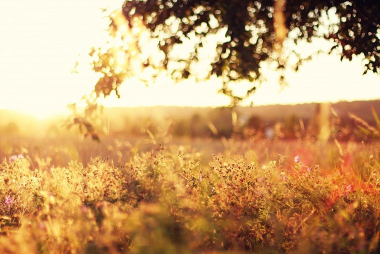 Фон природа размытый