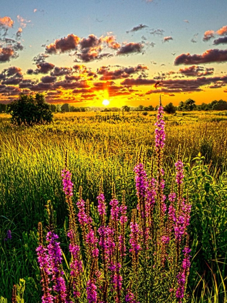 Лето вертикальные