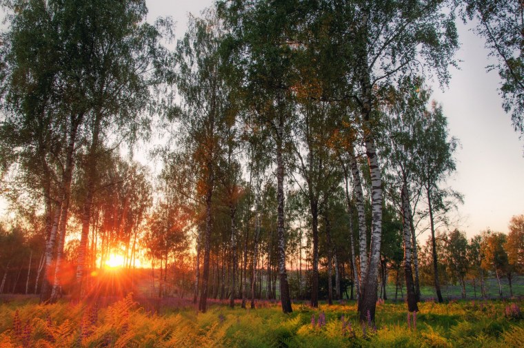 Берёзовая роща вечер березы закат