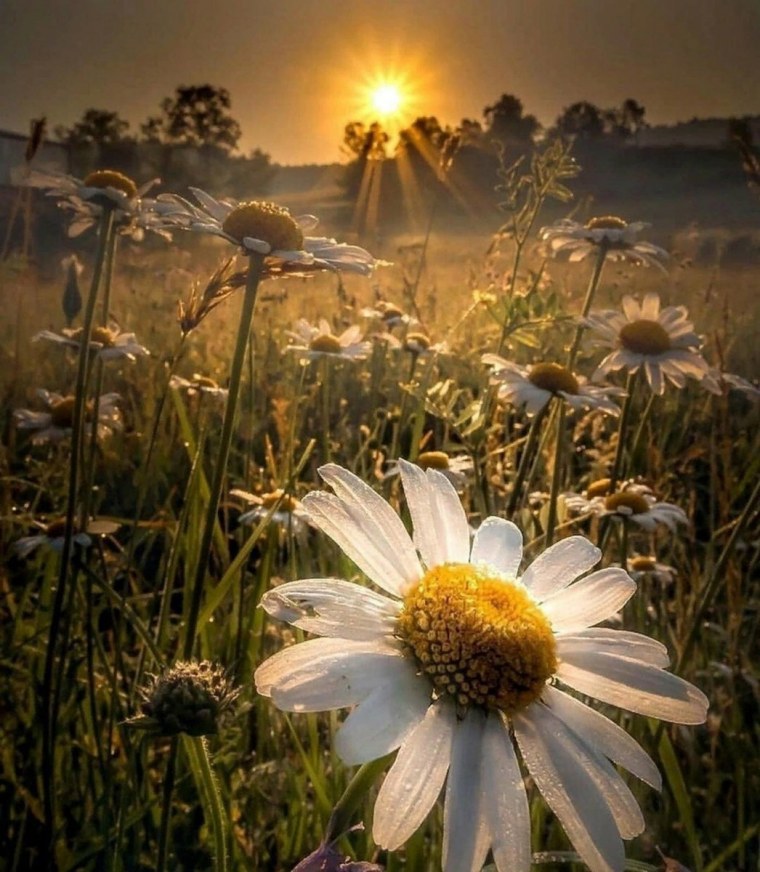 Ромашки на рассвете