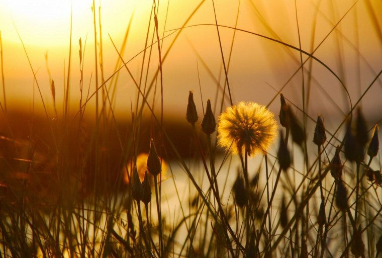 Трава на закате