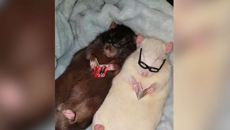 Мышки любовь