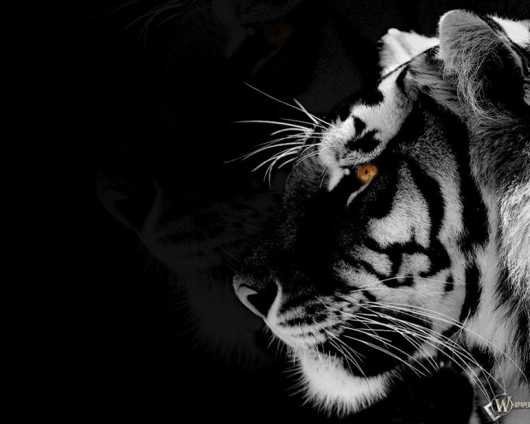 Тигр на черном фоне рисунок