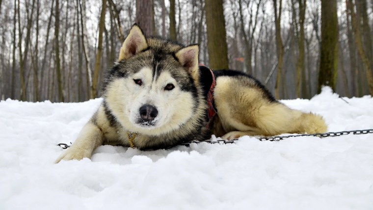 Аляскинский маламут с гетерохромией