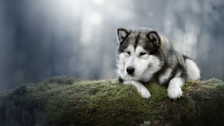 Сибирский маламут -Сибирский хаски