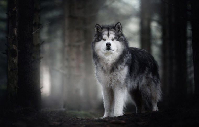 Аляскинский маламут