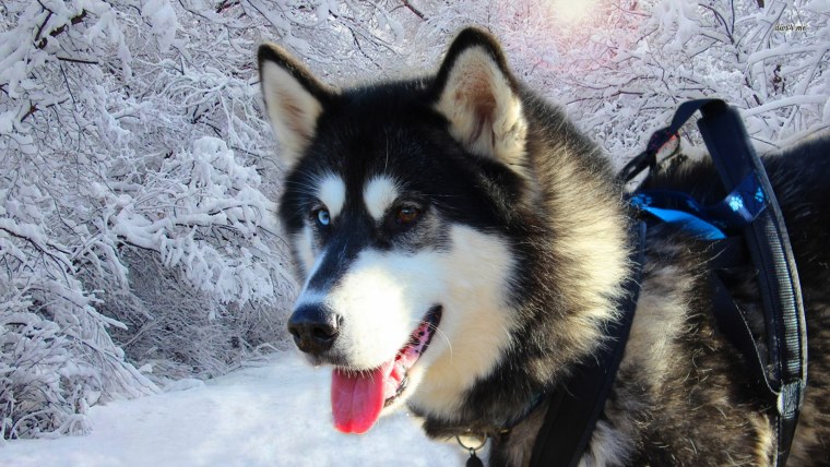 Хаски Альбион