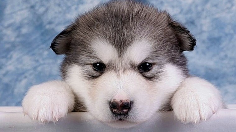 Аляскинский маламут грустит