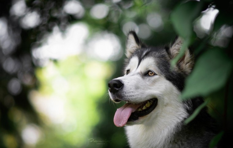 Маламут и хаски