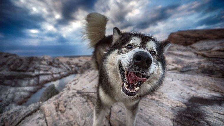 Картинки на рабочий стол хаски