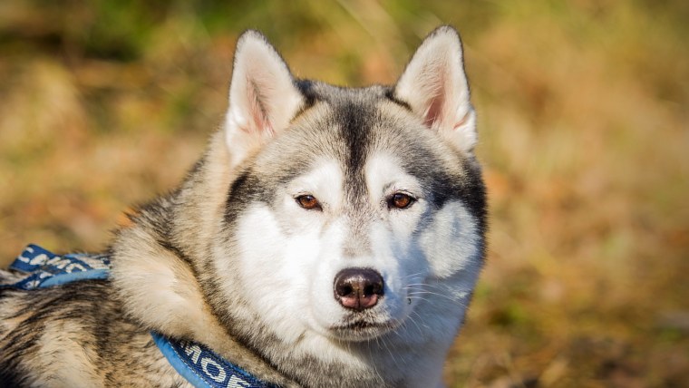 Японский маламут