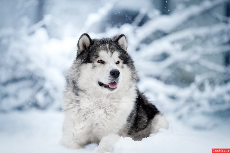 Аляскинский маламут метис