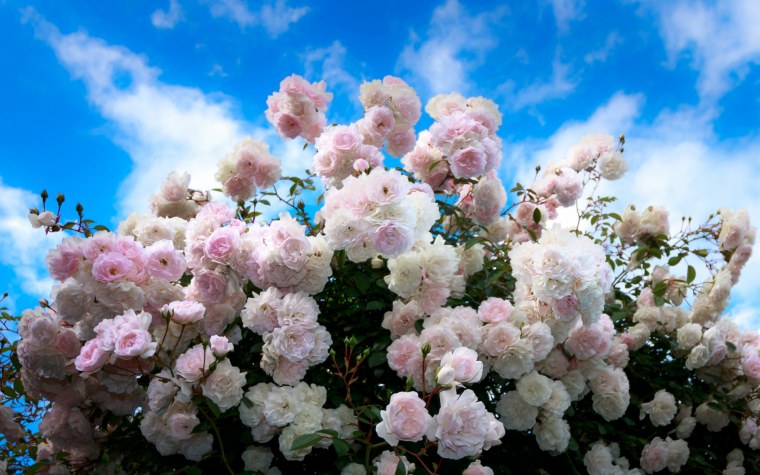 Роза плетистая голубая мечта