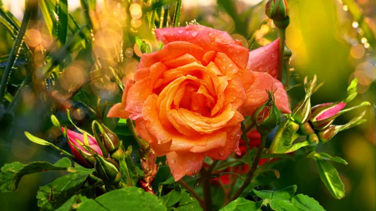 Розочки лето