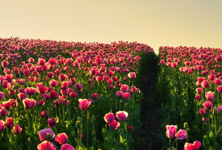 Поле тюльпанов