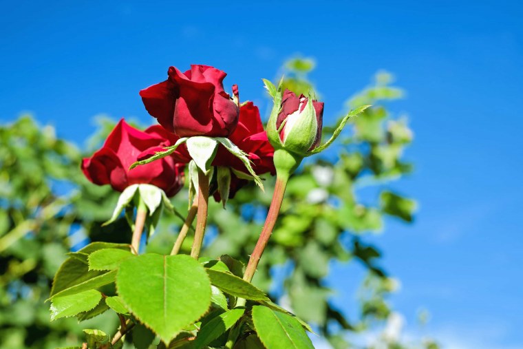 Стебли роз в природе