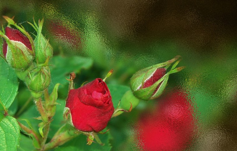 Обои на телефон шиповник