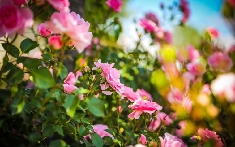 Розы кустовые садовые