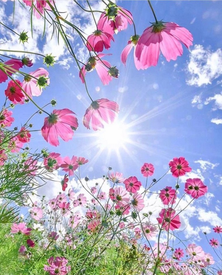 Весна солнце цветы